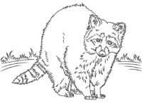 Animal Raccoon Coloring Page