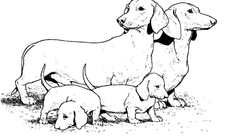 Dachshund Coloring Page