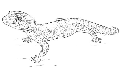 Gecko Coloring Page