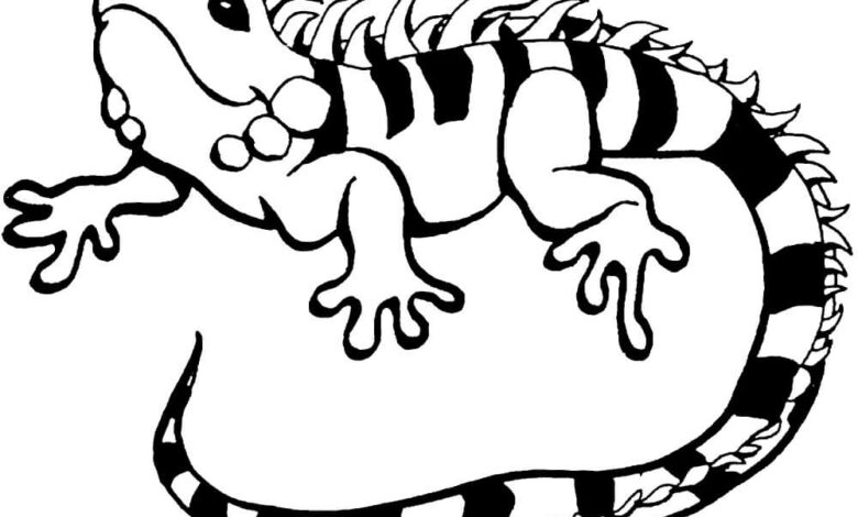 Iguana Coloring Page