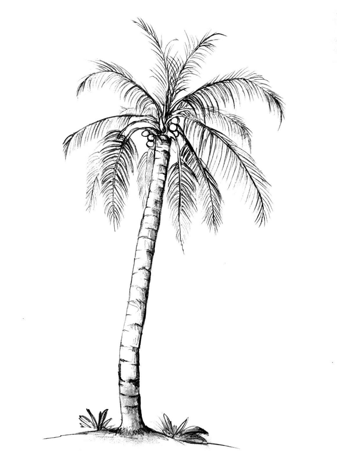 Palm Trees Coloring Pages Turkau