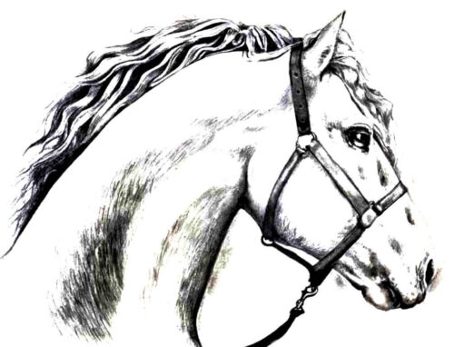 Realistic Horse Coloring Page for Adults 1 Realistic Horse Coloring Page for Adults