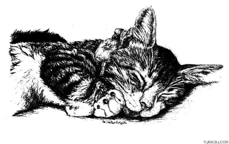 Realistic Sleep Cat Coloring Page » Turkau