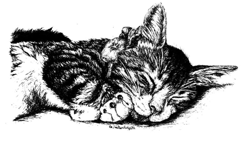 Realistic Sleep Cat Coloring Page