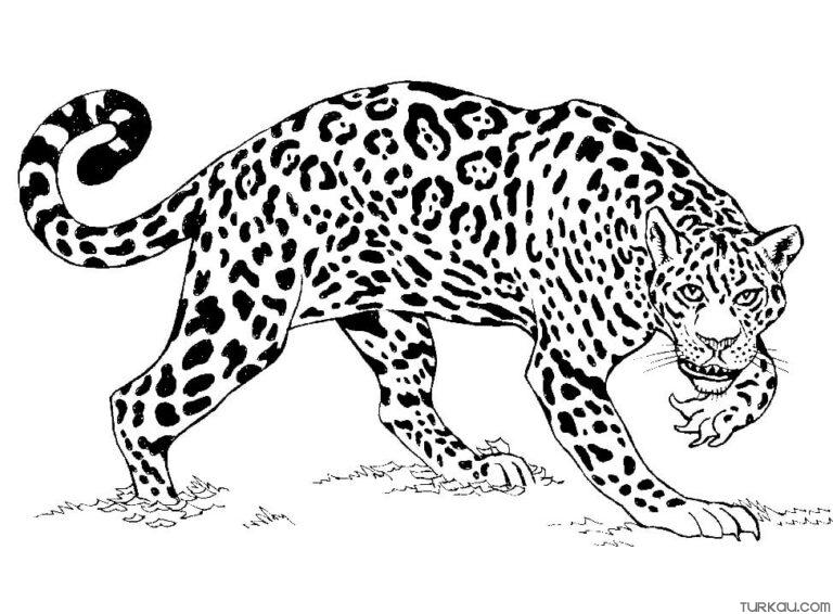 Animal Jaguar Coloring Page » Turkau