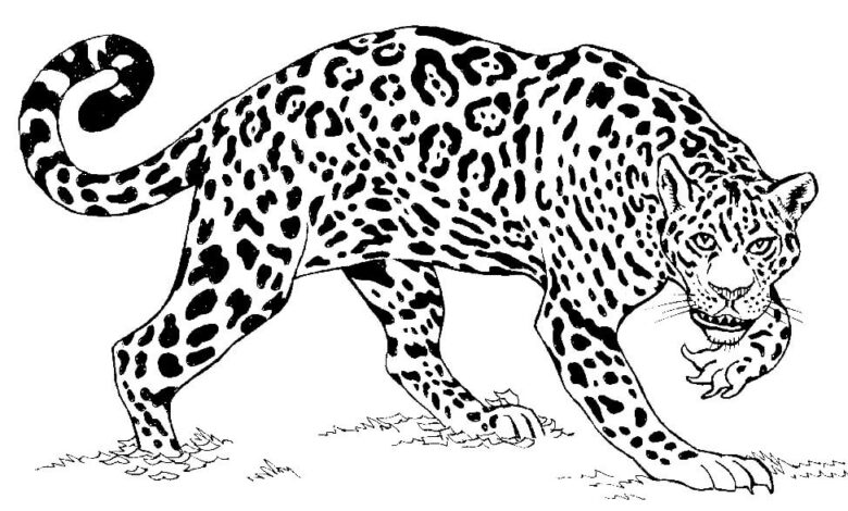Animal Jaguar Coloring Page