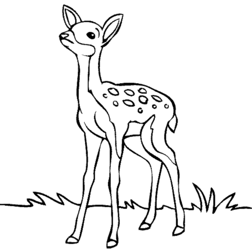 Baby Deer Summer Coloring Page