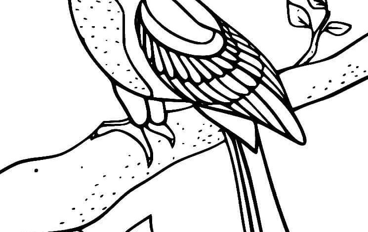 Beautiful Parrot Coloring Page