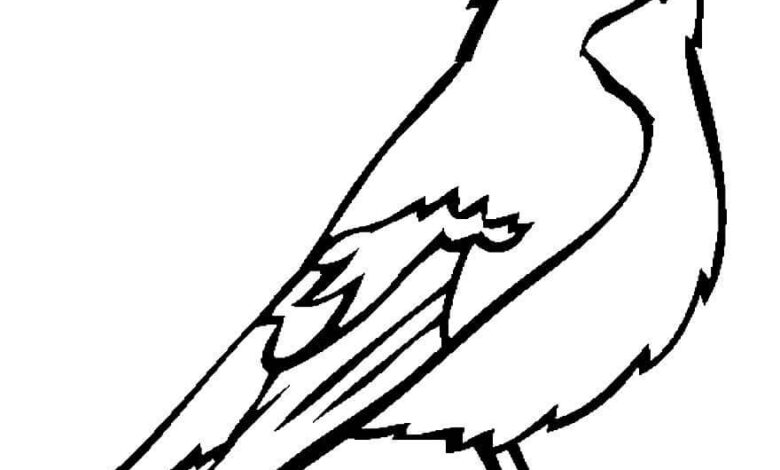 Bird Passarinho Coloring Page