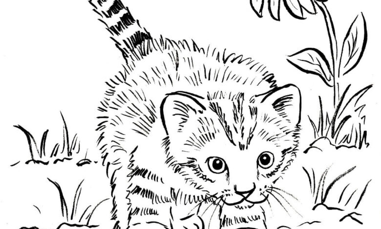 Cat Kitten Coloring Page