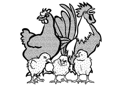Cockerel Chicken Chicks Coloring Page