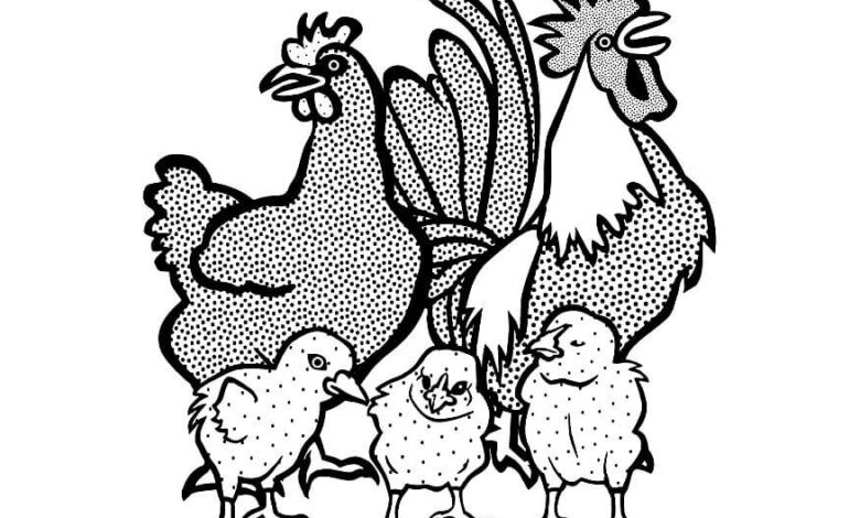 Cockerel Chicken Chicks Coloring Page