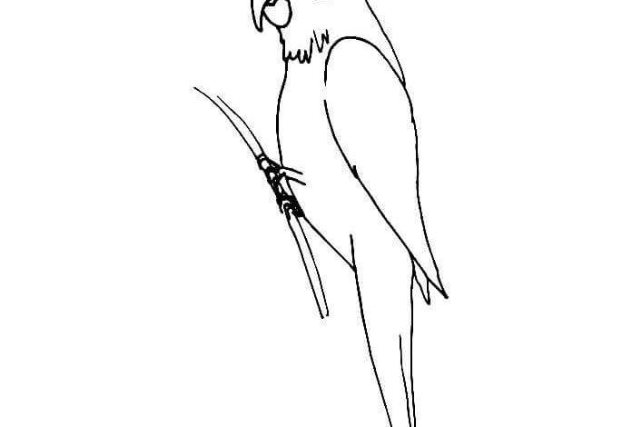 Easy Parrot Coloring Page