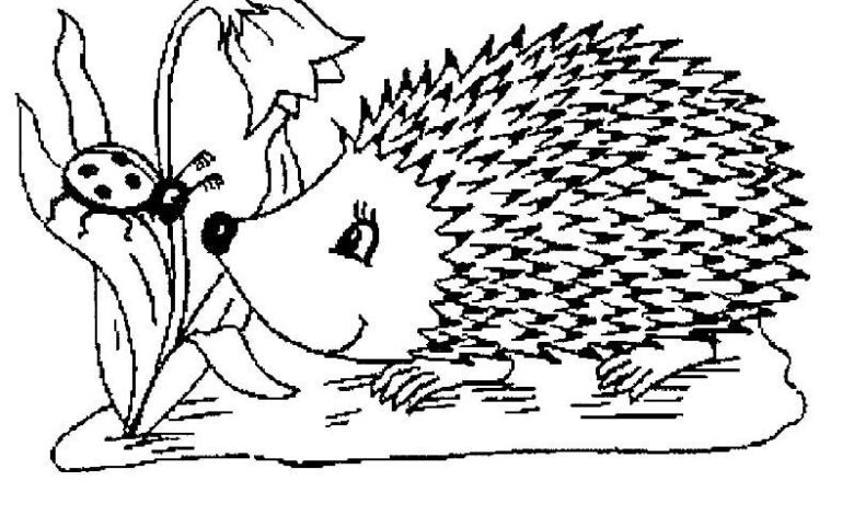 Hedgehog Ladybug Animal Summer Coloring Page