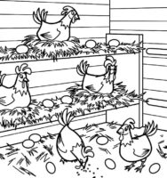 Poultry Chicks Coloring Page