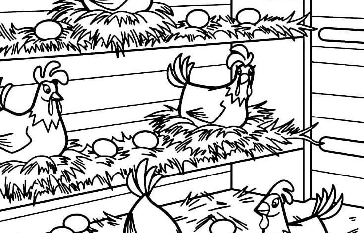 Poultry Chicks Coloring Page