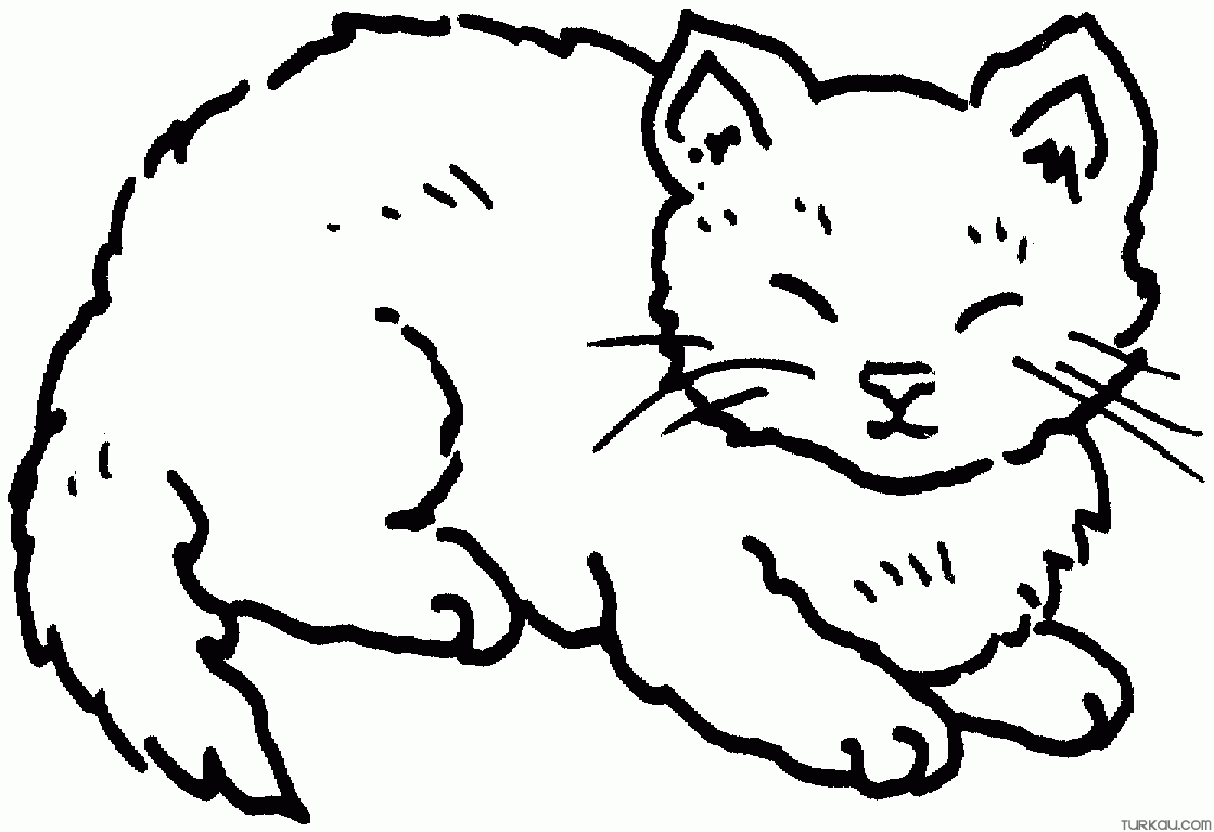 Pretty Kitten Coloring Page Pretty Kitten Coloring Page