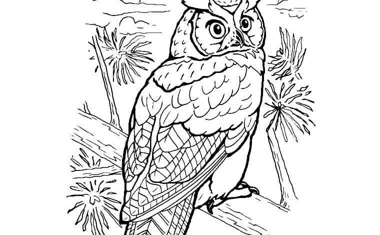Realistic Animal Owl Coloring Page