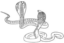 Snakes Animal Coloring Page