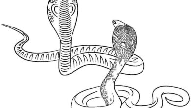 Snakes Animal Coloring Page
