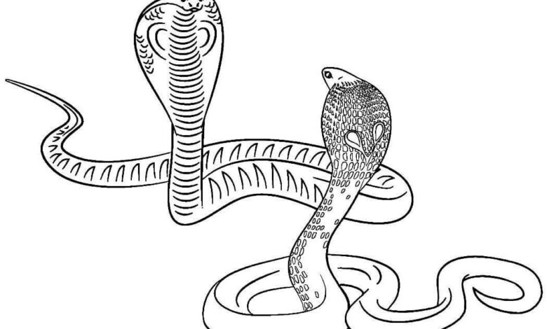 Snakes Animal Coloring Page