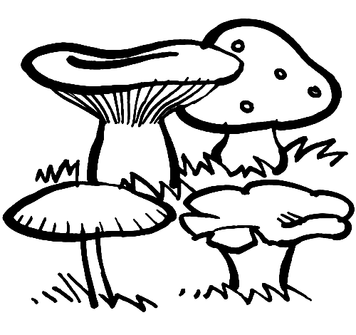 Different Mushrooms Coloring Page