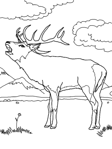 Forest Reindeer Coloring Page