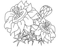 PA State Flower Coloring Page