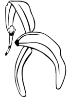 Peeled Banana Coloring Page Peeled Banana Coloring Page