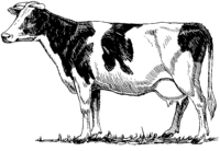 Realistic Cow Walking Coloring Page Realistic Cow Walking Coloring Page