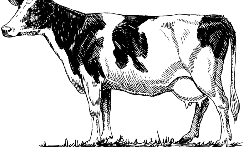 Realistic Cow Walking Coloring Page