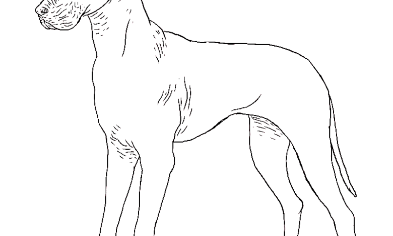 Realistic Great Dane Dog Coloring Page