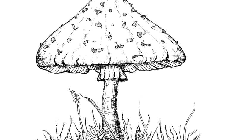 Realistic Mushrooms Coloring Page