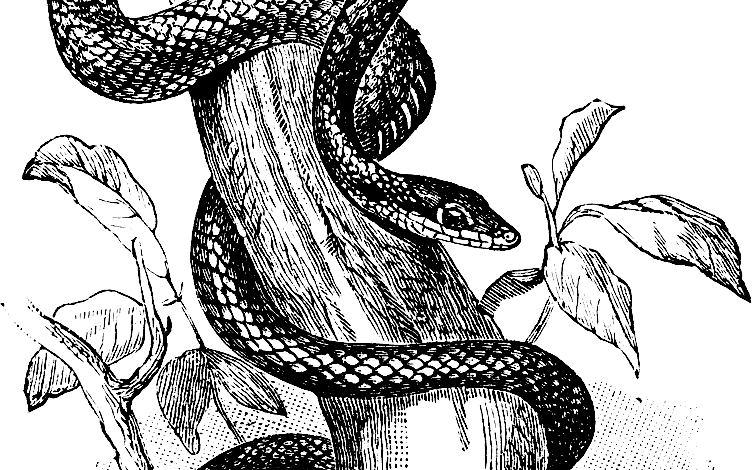Realistic Snake Tree Coloring Page