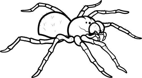 Realistic Spider Web Coloring Page
