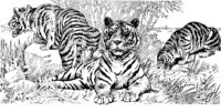 Realistic Tigers Coloring Page Realistic Tigers Coloring Page