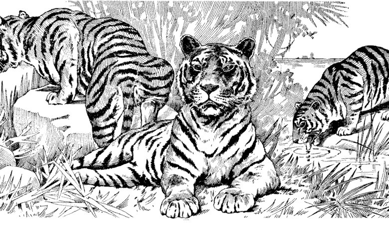 Realistic Tigers Coloring Page