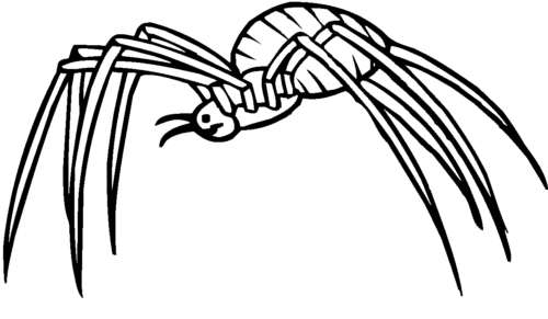 Wild Animal Spider Coloring Page