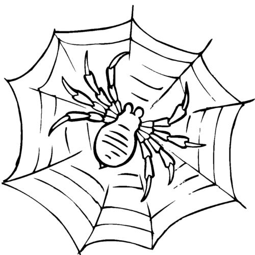 Wild Animal Spider Web Coloring Page