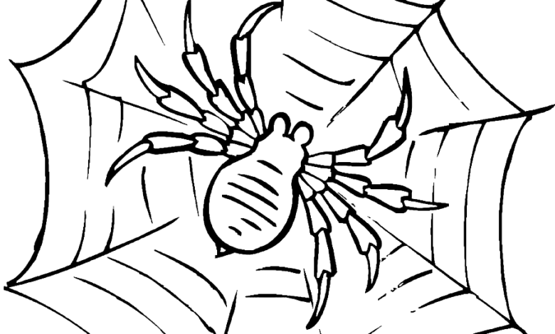 Wild Animal Spider Web Coloring Page