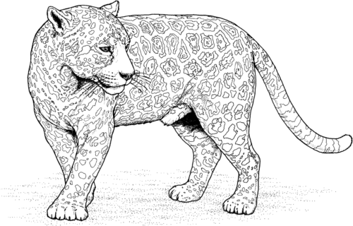 Artistic Cheetah Coloring Page