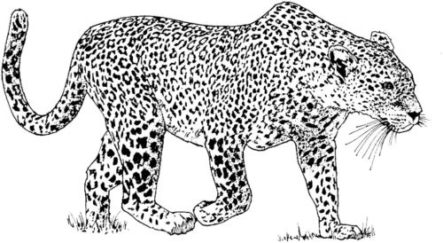 Cheetah Artistic Spots Coloring Page