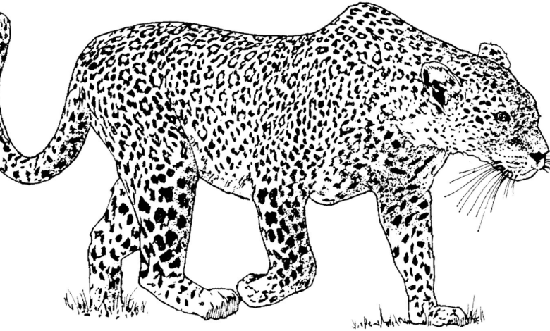 Cheetah Artistic Spots Coloring Page