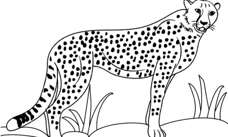 Cheetah Herbs Coloring Page