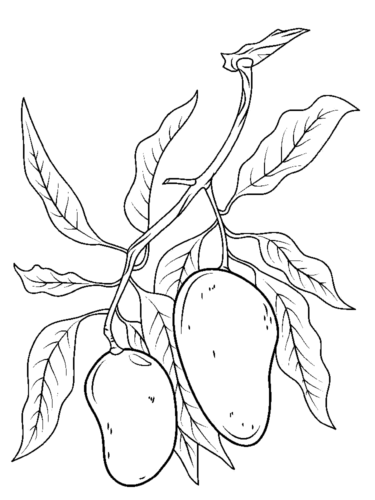 Mangoes Coloring Page » Turkau