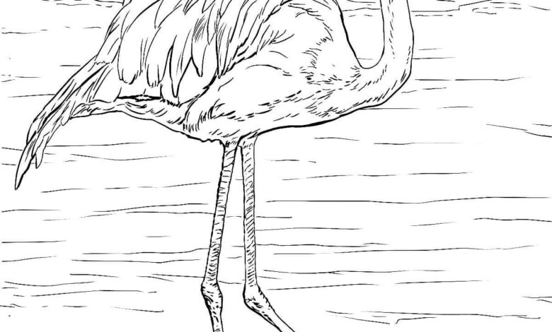 Realistic Flamingo Coloring Page
