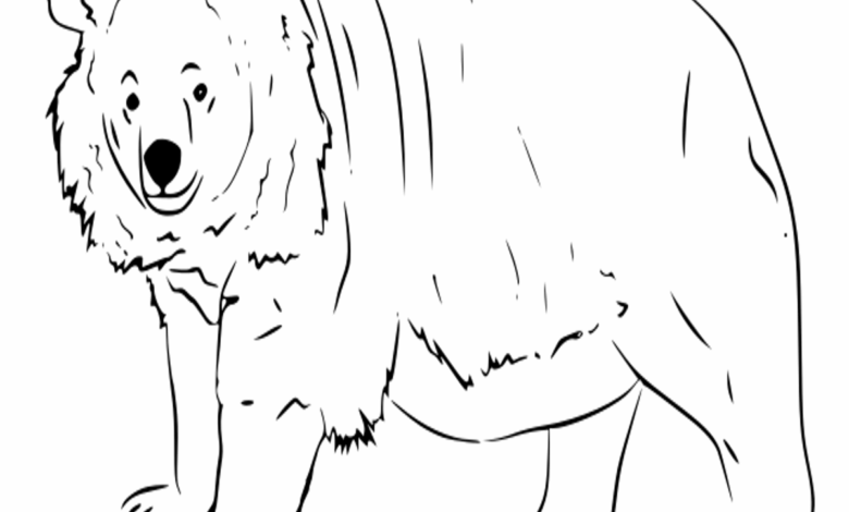 Animal Asiatic Black Bear Coloring Page