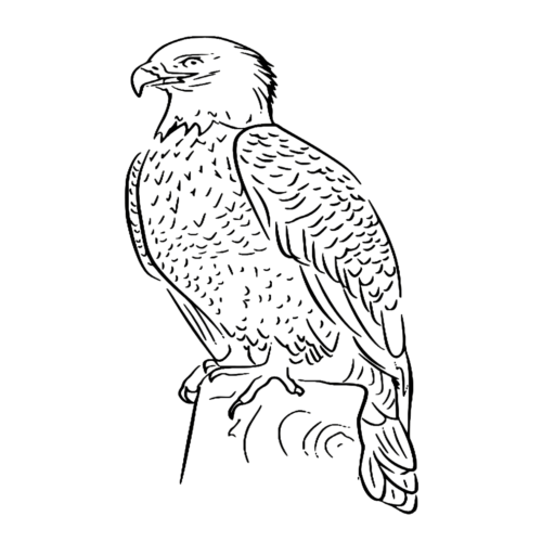 Animal Bald Eagle Bird Coloring Page