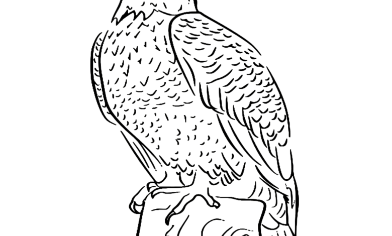 Animal Bald Eagle Bird Coloring Page