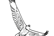 Animal Bald Eagle Flight Bird Coloring Page